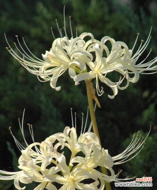 探寻曼陀沙华花的美与意 曼陀沙华花语