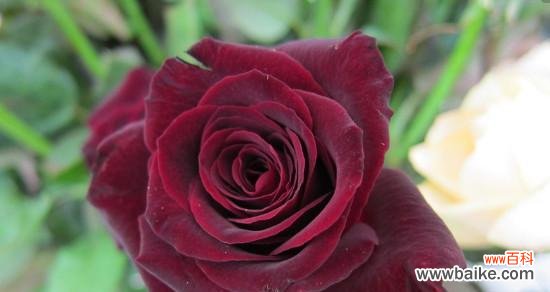 黑玫瑰的神秘与美丽 解读黑玫瑰的花语及寓意