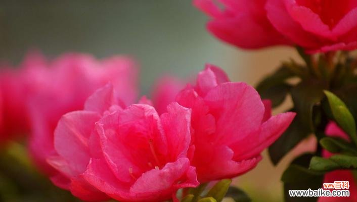 以“永恒的爱”为 杜英花语——传递爱与希望的使者