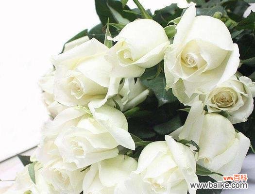 揭秘玫瑰花背后的8种人格品质 玫瑰花的品格花语与象征意义