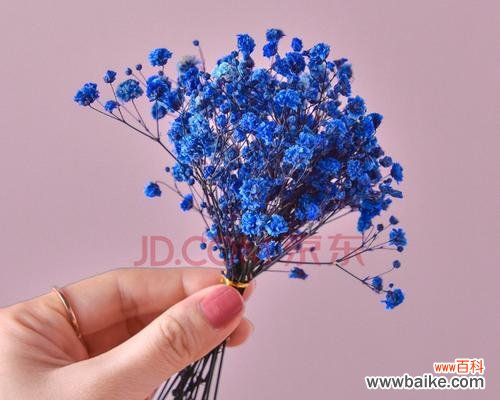 探秘蓝色满天星的神秘意义，了解它的心灵力量 蓝色满天星的花语和寓意