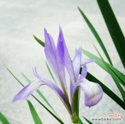 探寻马兰花背后的文化内涵 马兰花的象征意义