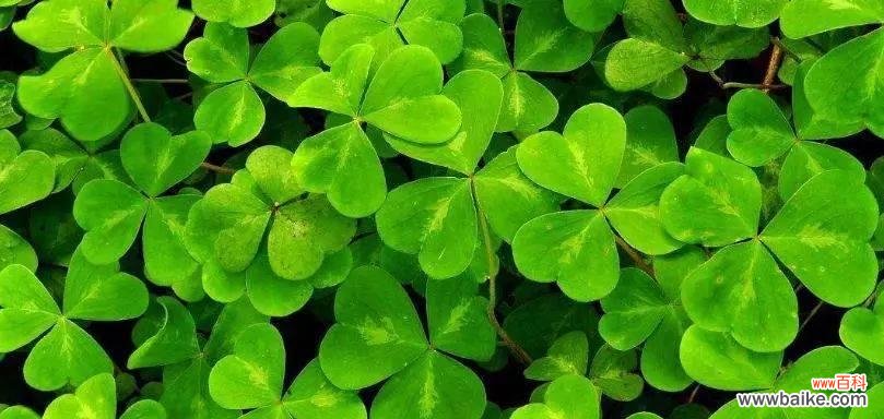 解读苜蓿花语，感受自然之美 苜蓿花语与其象征意义