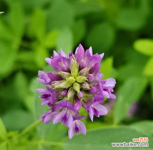 解读苜蓿花语，感受自然之美 苜蓿花语与其象征意义