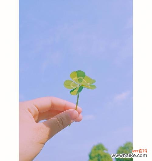 解读苜蓿花语，感受自然之美 苜蓿花语与其象征意义