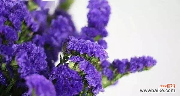 勿忘我，永恒的爱与记忆 勿忘我花的花语