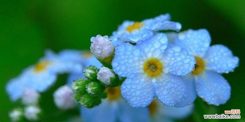 勿忘我，永恒的爱与记忆 勿忘我花的花语