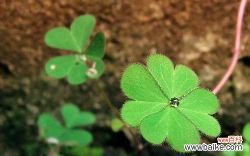 探寻四叶草的含义与传说 四叶草——幸运的象征
