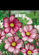 百合花的花语传递我对你的想念 花语寄情，以百合花为纽带的思念之情