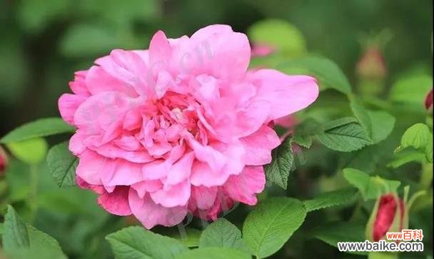 表达对爱人的思念之情的玫瑰花语 以玫瑰花的花语为主题的文章