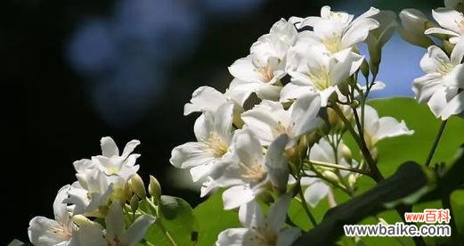 用百合花语表达深深的想念之情 牵挂之花