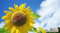 百合花传递信仰之美 花语中的信仰