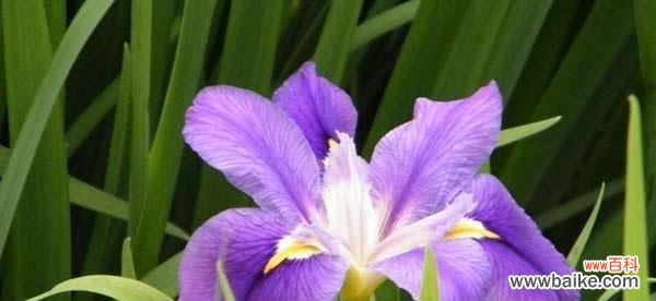 桃花之美传递幸福的寓意 以桃花的花语为主题的文章