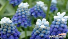 四叶草的美丽与好运 幸运成功的花语——四叶草的祝福