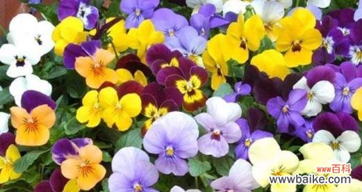 探寻兄妹情深 探寻兄妹情深，百合花传递着怎样的花语