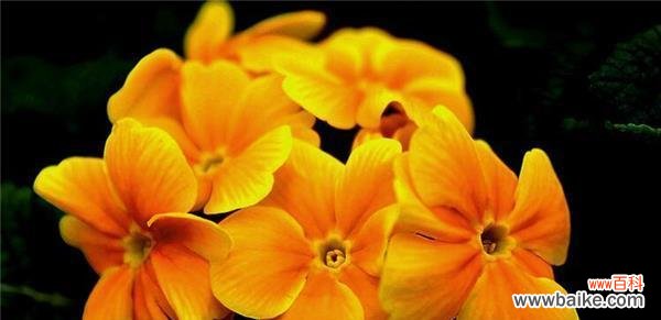 以向日葵为代表的阳光之花 阳光花语——向阳而生