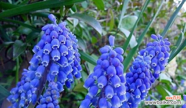 初见倾心 一见钟情,玫瑰的花语