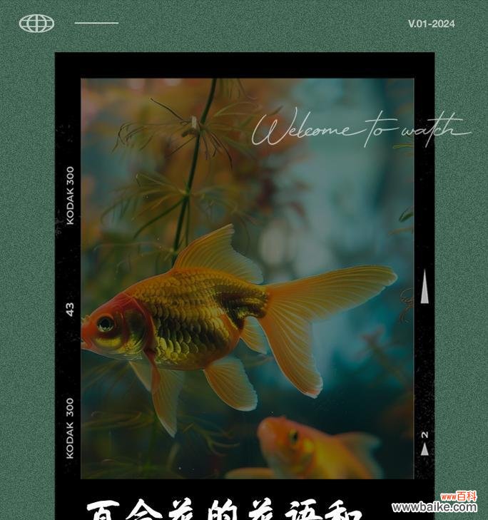 灯笼百合的寓意和花语是什么？它象征着什么？