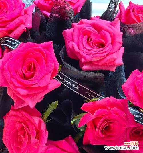 老公送弗洛伊德玫瑰花有何深意？它代表了什么情感？