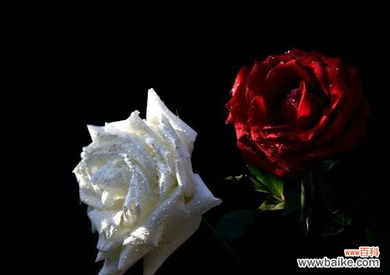 两支红玫瑰加白玫瑰的花语是什么？送这种组合花束有何含义？