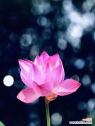 哪种花的花语是思念？它在表达情感时如何使用？