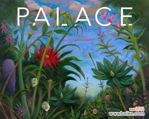 专辑封面为何选择白玫瑰？白玫瑰在专辑中的象征意义是什么？