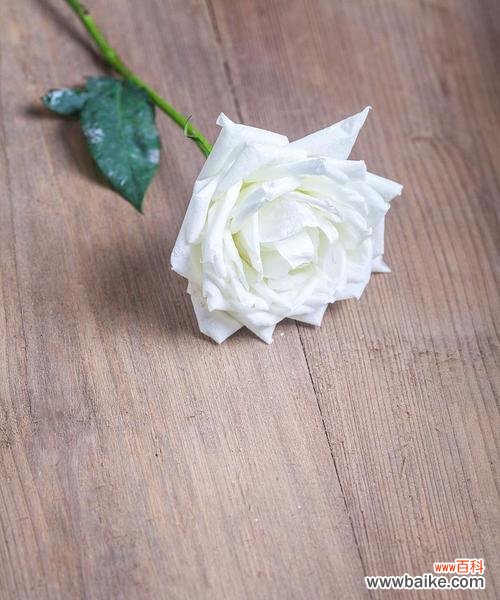 专辑封面为何选择白玫瑰？白玫瑰在专辑中的象征意义是什么？