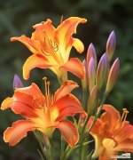 哪种花的花语代表遗忘？它通常用于什么场合？