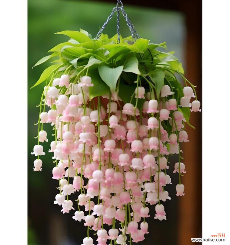 哪种花代表遇见的花语？遇见的花语通常指什么？