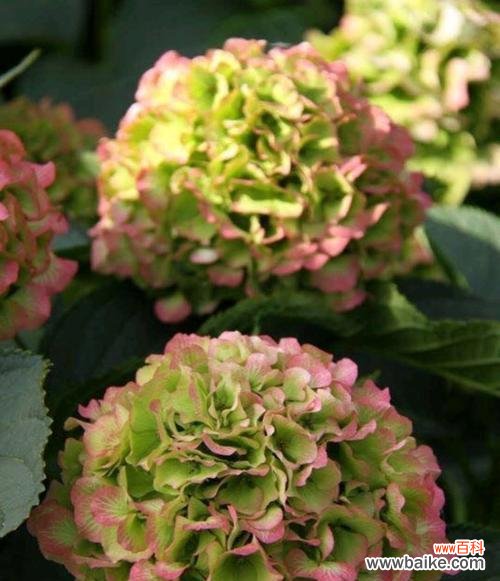 探寻绣球花背后的意义 绣球花的花语