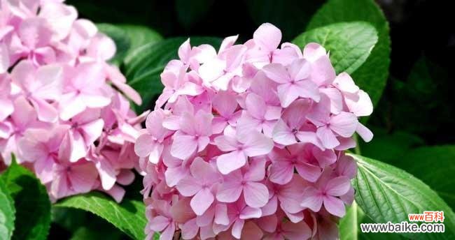 探寻绣球花背后的意义 绣球花的花语