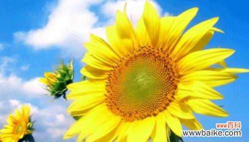 探秘向日葵的寓意与花语 向日葵——阳光的代表花