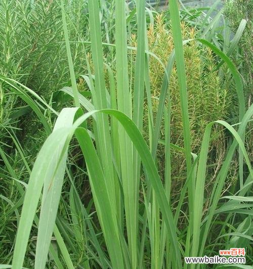 探寻柠檬草的文化内涵 柠檬草的花语