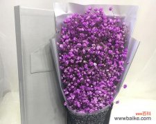 探索紫色满天星代表的象征意义与心灵启示 探究紫色满天星的花语及寓意