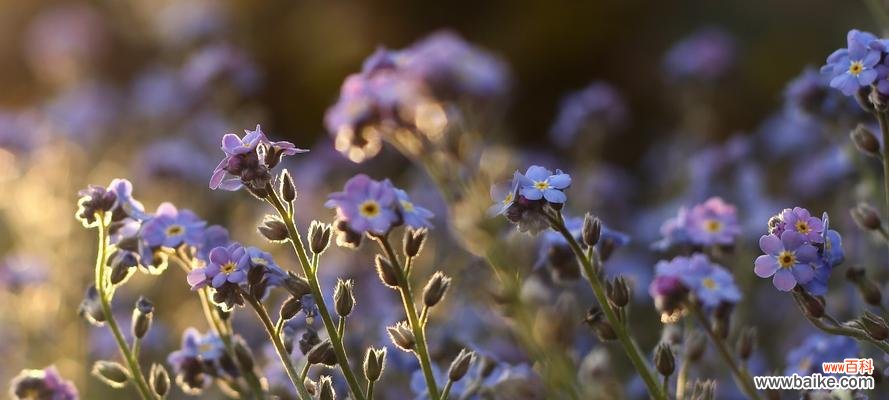坚持 永不放弃——玫瑰花的花语