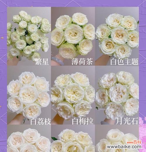 32朵破冰白玫瑰的含义是什么？它在社交场合中传达了哪些信息？