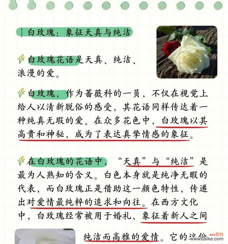 32朵破冰白玫瑰的含义是什么？它在社交场合中传达了哪些信息？