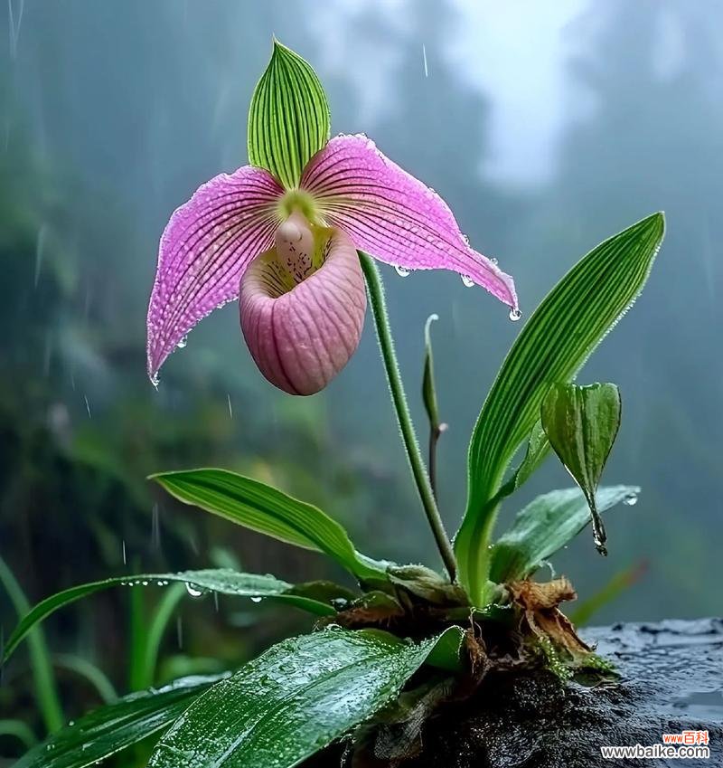 兰花的花语是什么意思？兰花代表什么？