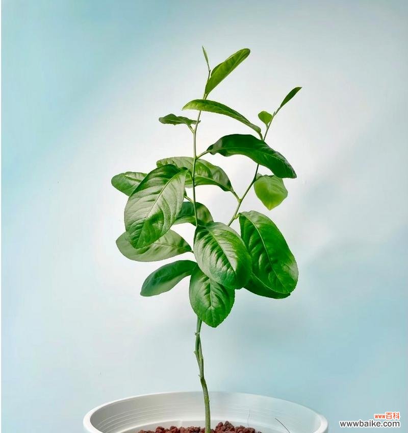 种植盆栽有什么治愈性?治愈性种植盆栽的含义是什么?