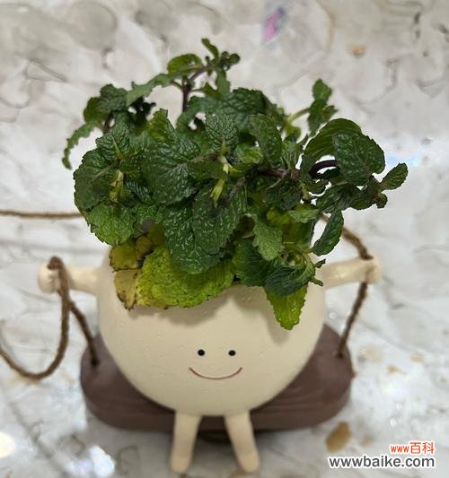 种植盆栽有什么治愈性?治愈性种植盆栽的含义是什么?