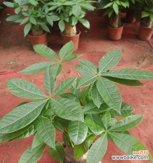 种植盆栽有什么治愈性?治愈性种植盆栽的含义是什么?