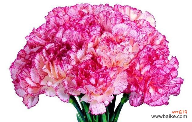 康乃馨代表的发色有哪些?