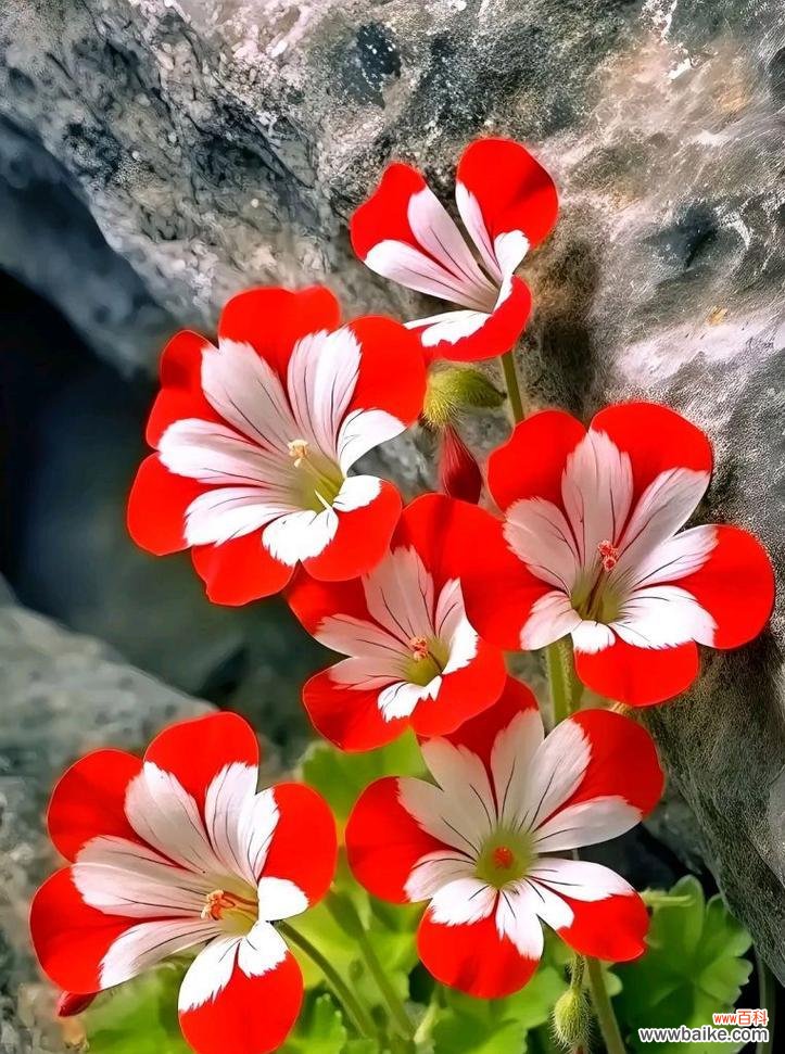 花卉的色彩测验有什么含义？