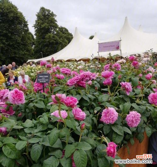 哪些花卉象征着威严?它们在园艺设计中如何应用?