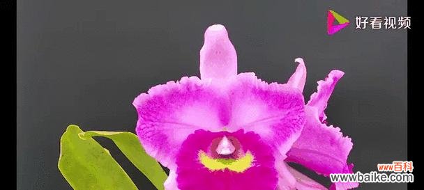 哪些花卉象征着威严?它们在园艺设计中如何应用?