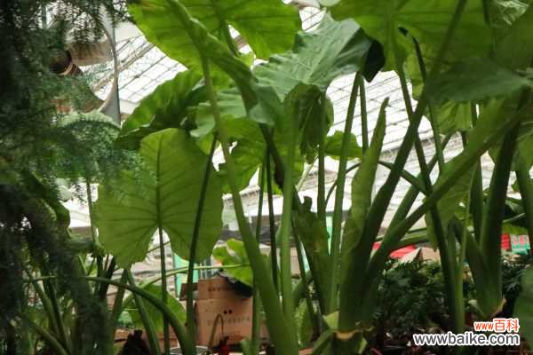 滴水观音养在卧室好吗，有什么注意事项