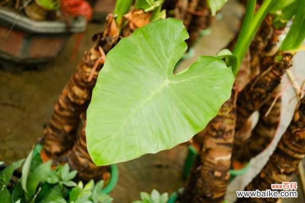 滴水观音养在卧室好吗，有什么注意事项