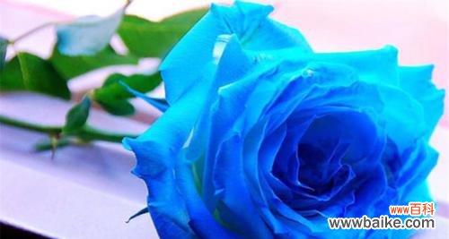 探寻玫瑰花的隐含含义 玫瑰花语的意义