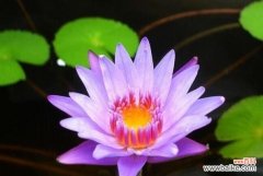 睡莲花语的深刻含义——探寻生命的轮回与脆弱