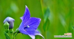 探寻蓝色桔梗的意义和象征 蓝色桔梗花的花语